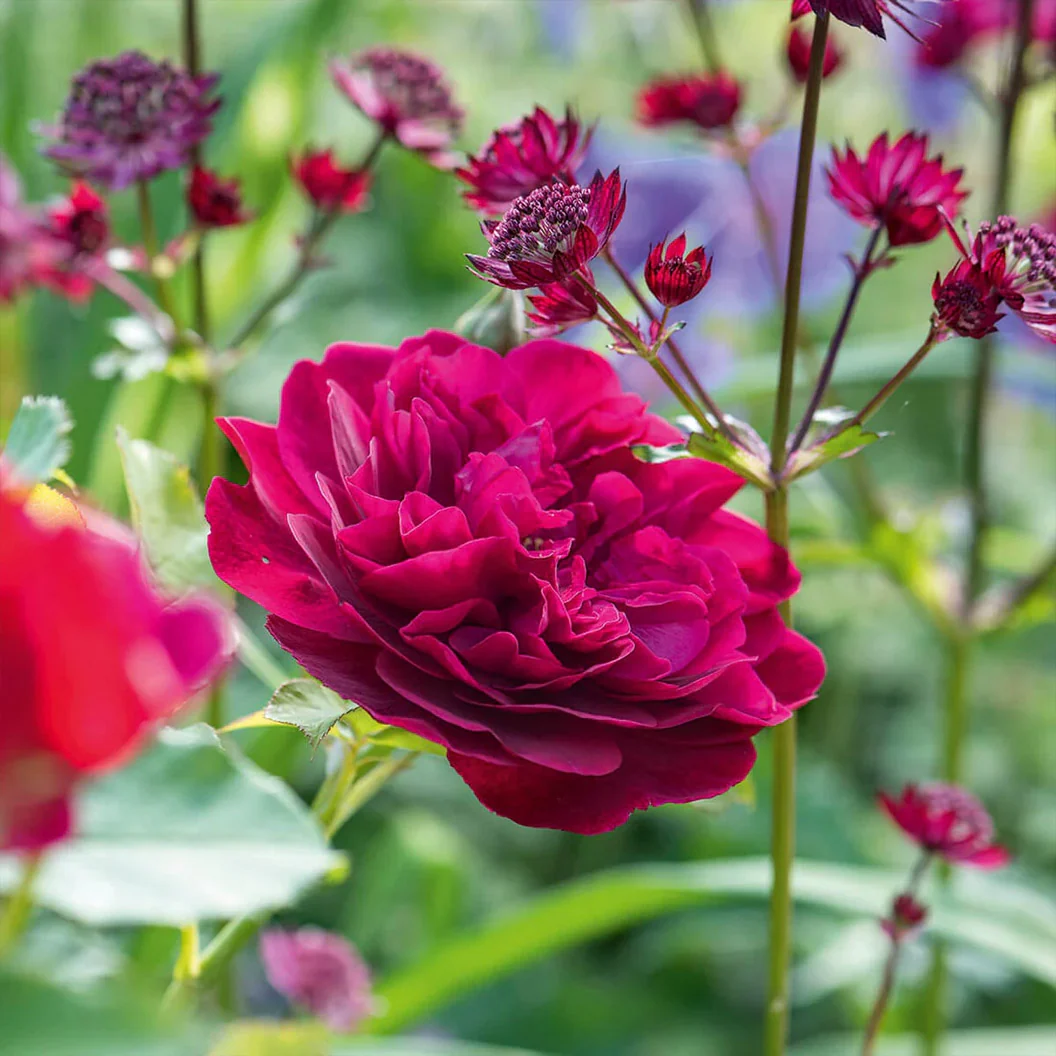 David Austin® Darcey Bussell® English Shrub Rose - Image 4