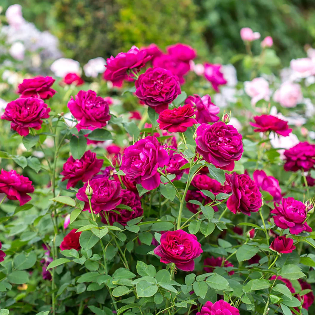 David Austin® Darcey Bussell® English Shrub Rose - Image 5