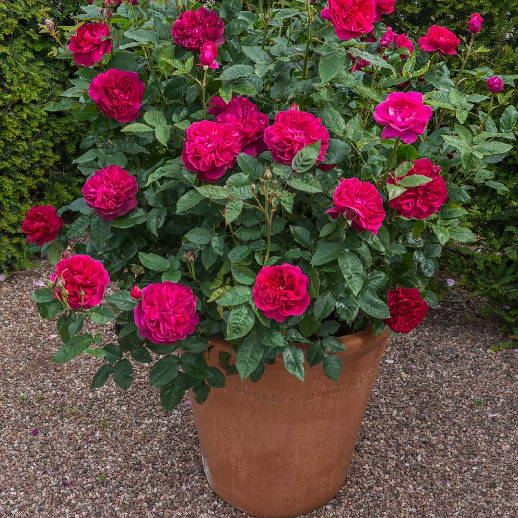 David Austin® Darcey Bussell® English Shrub Rose - Image 6