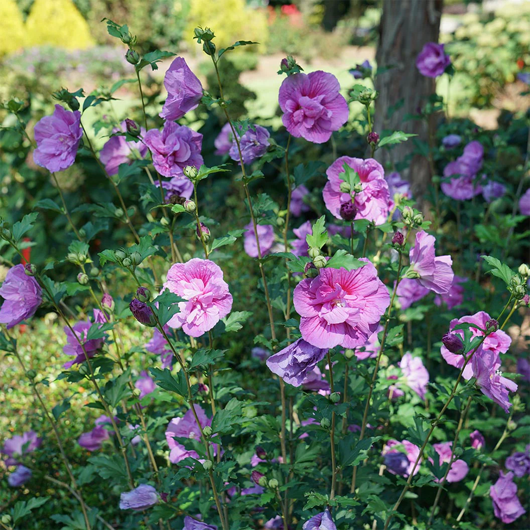 Proven Winners® Dark Lavender Chiffon® Rose of Sharon Althea - Image 2