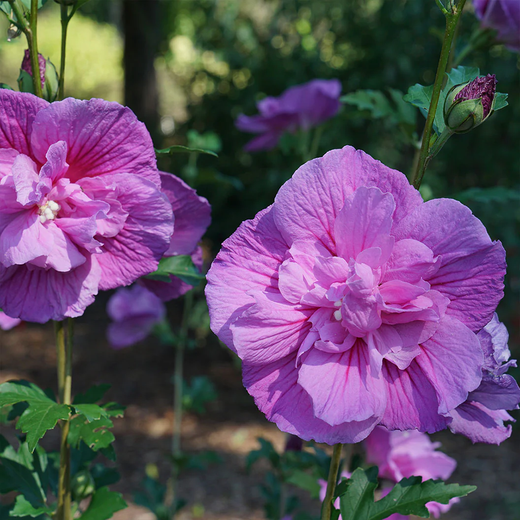 Proven Winners® Dark Lavender Chiffon® Rose of Sharon Althea - Image 3