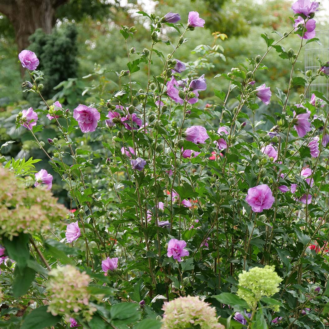 Proven Winners® Dark Lavender Chiffon® Rose of Sharon Althea - Image 4