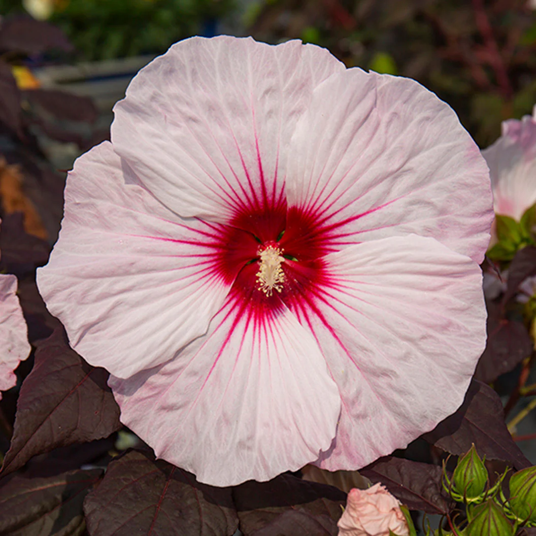 'Dark Mystery' Hibiscus - Image 2