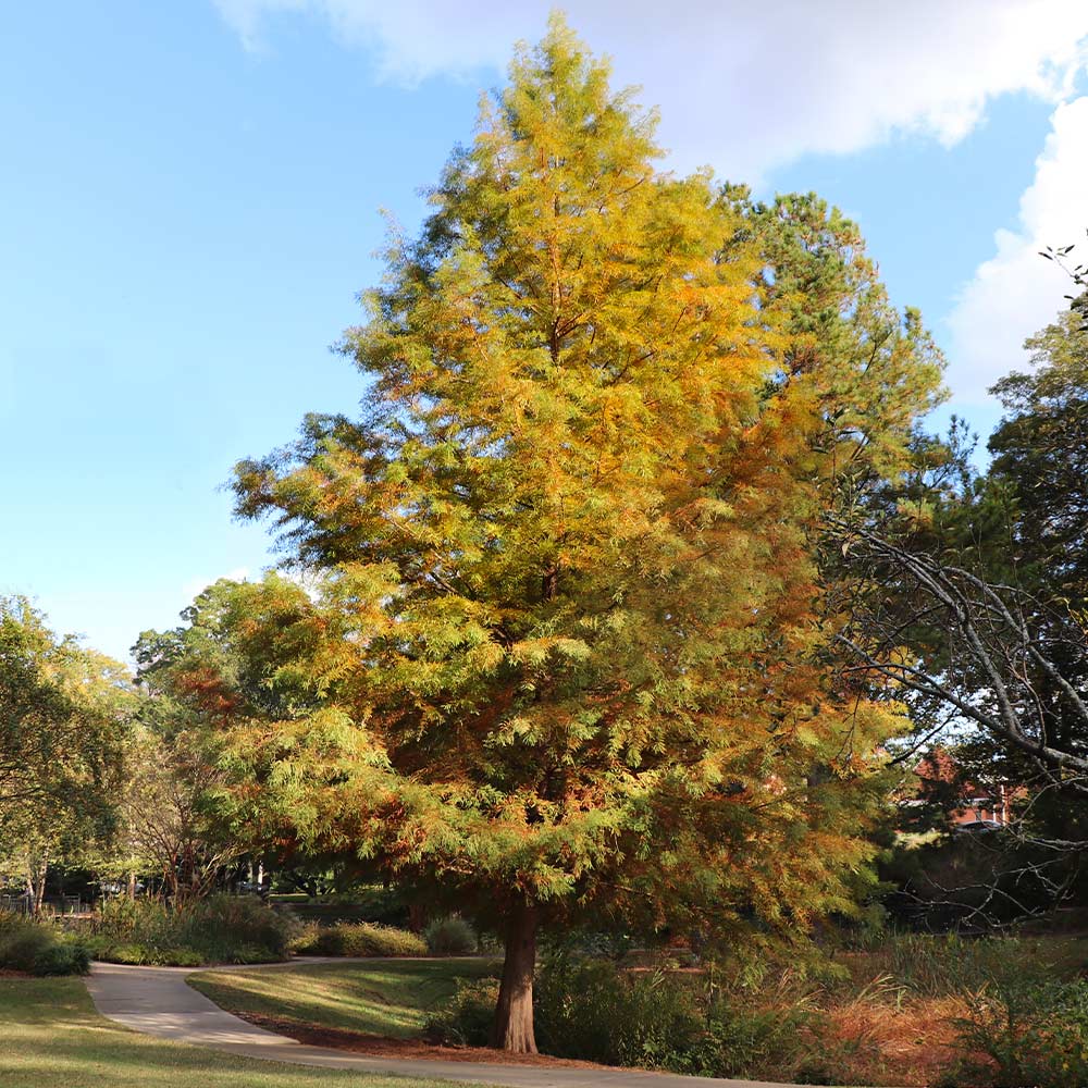 Dawn Redwood Tree - Image 3