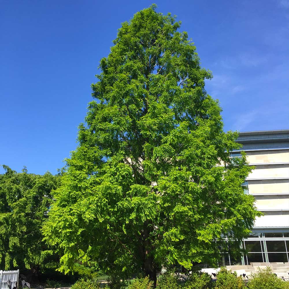 Dawn Redwood Tree - Image 4