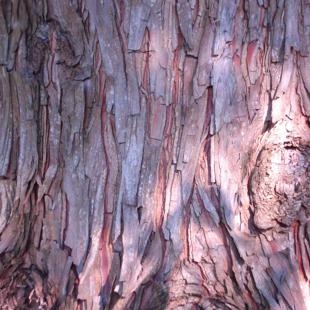 Dawn Redwood Tree - Image 5