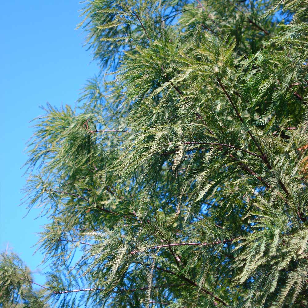 Dawn Redwood Tree - Image 6
