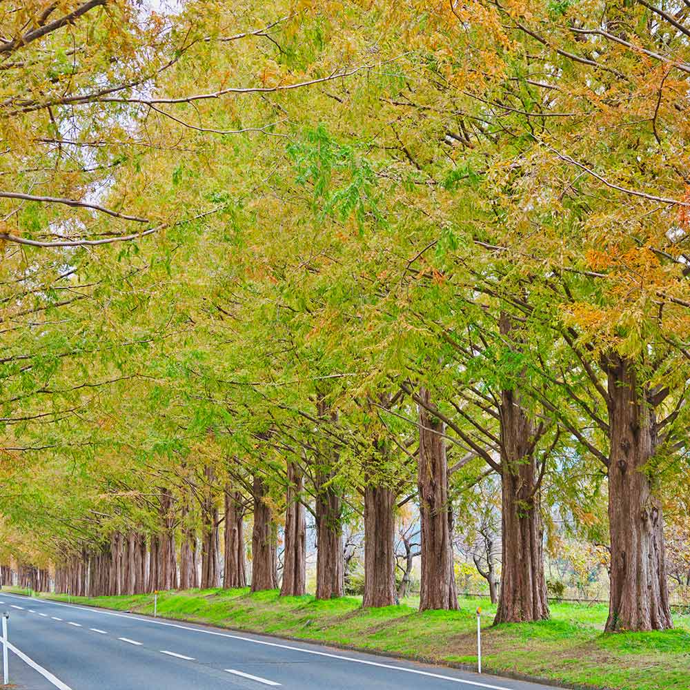 Dawn Redwood Tree - Image 7
