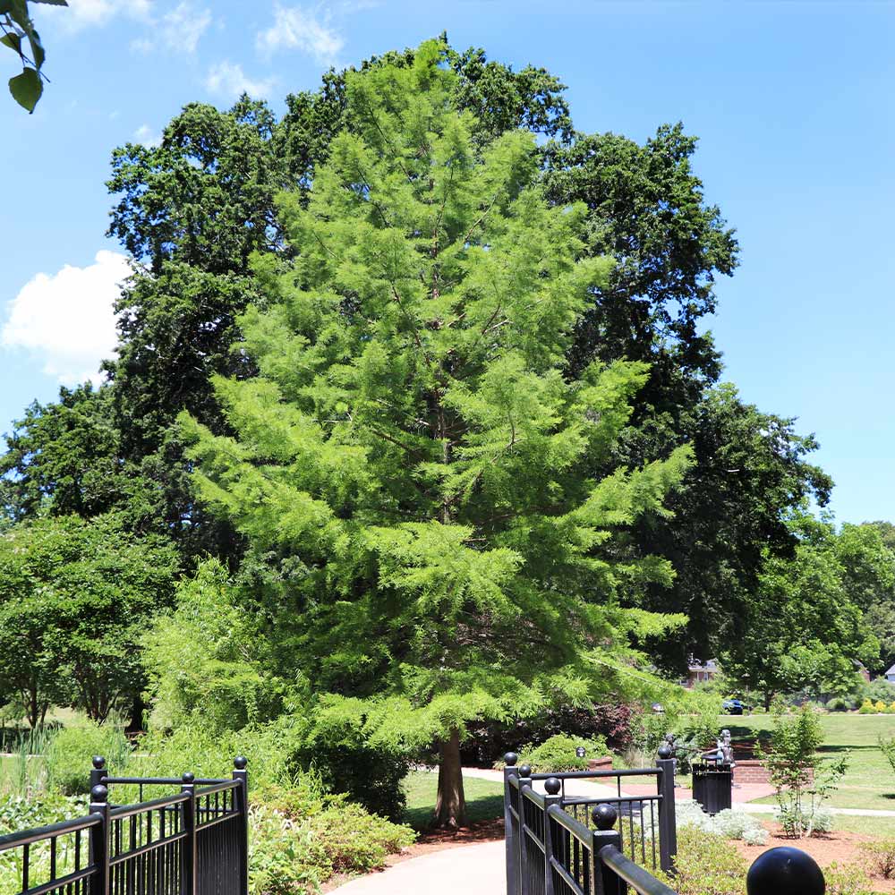 Dawn Redwood Tree - Image 8