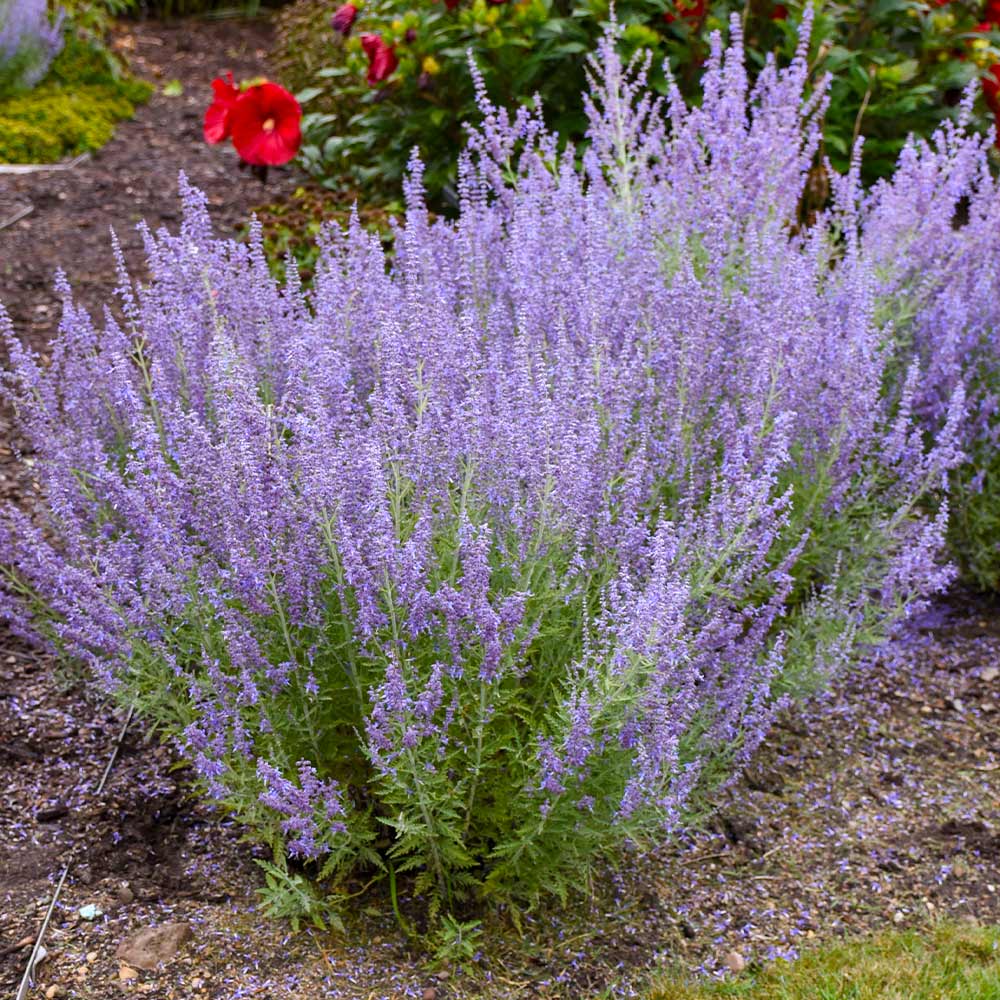 Proven Winners® Denim 'n Lace Russian Sage - Image 3