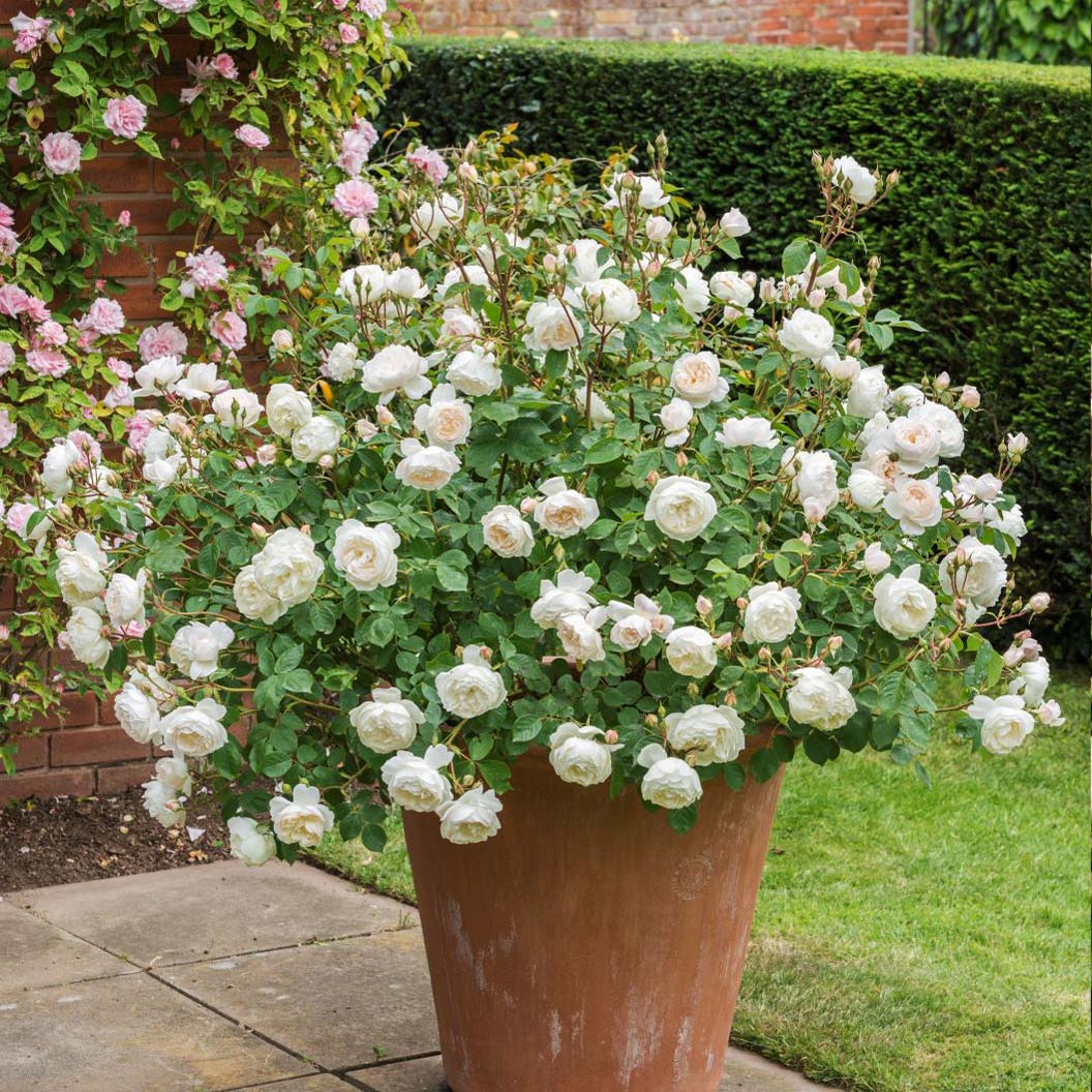David Austin® Desdemona™ Rose Shrub - Image 3