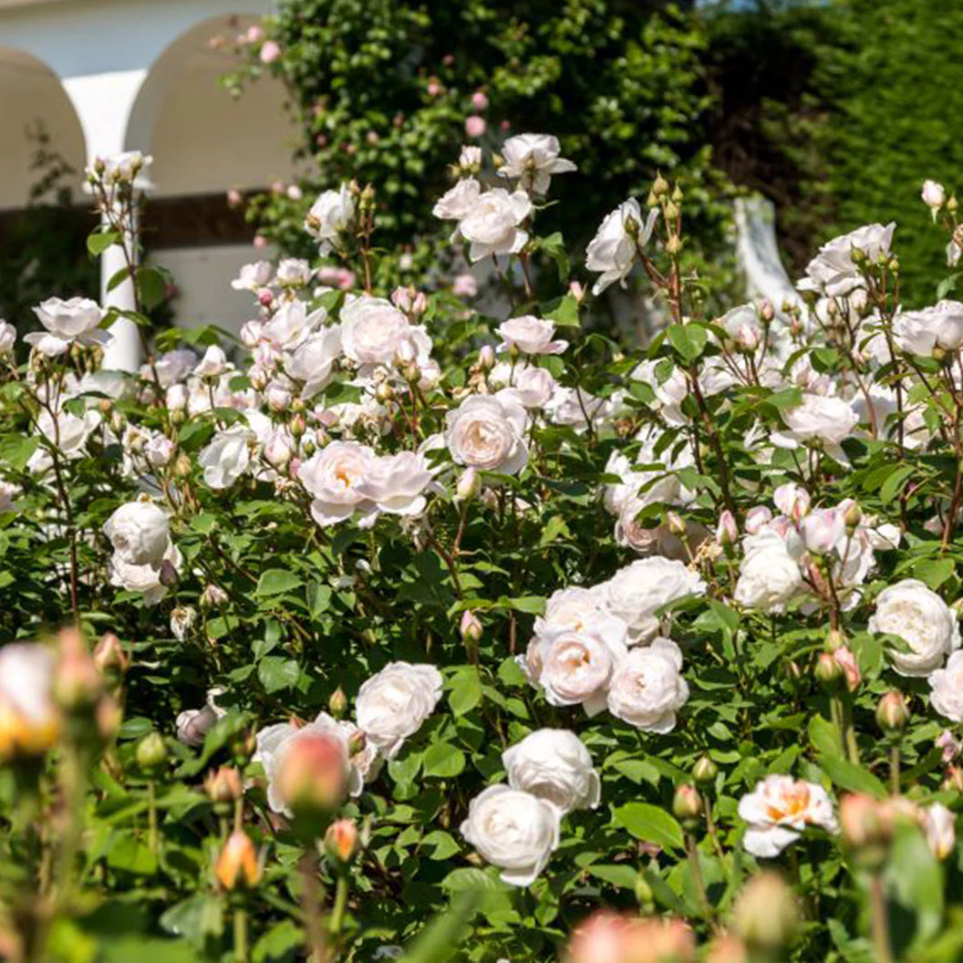 David Austin® Desdemona™ Rose Shrub - Image 4