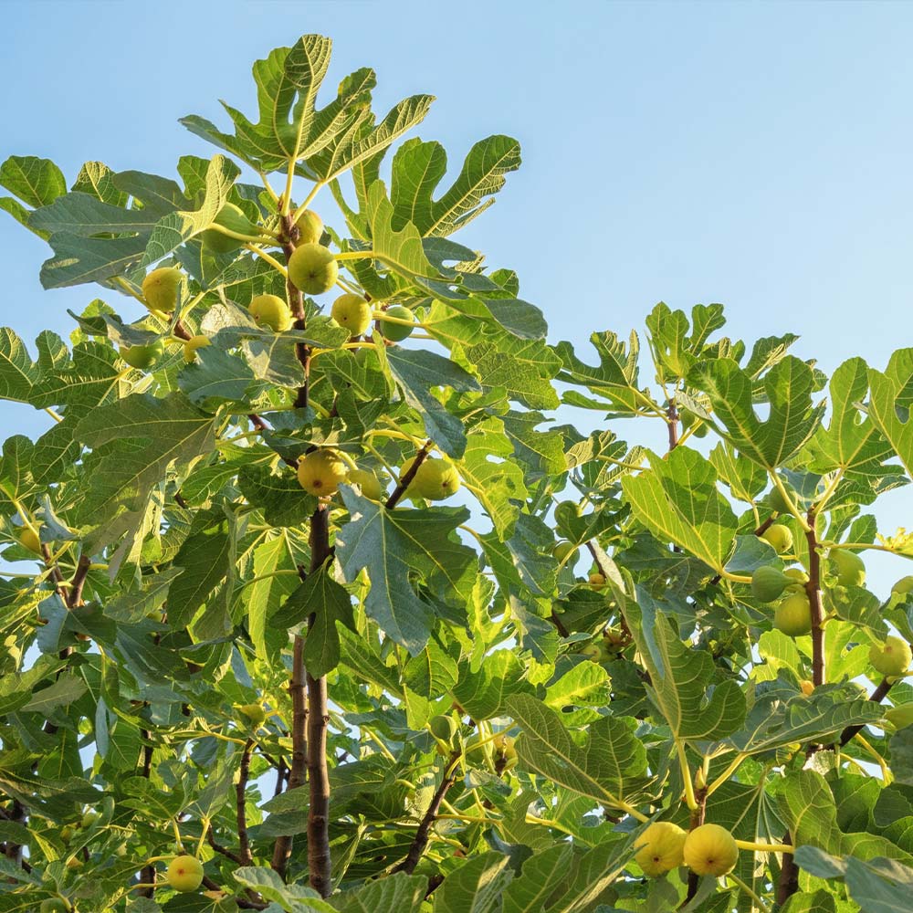 Desert King Fig Tree - Image 3
