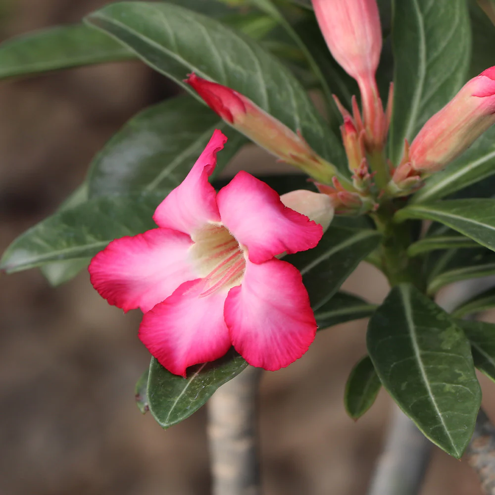 Desert Rose Adenium - Image 3