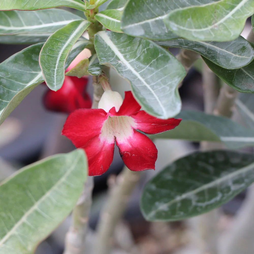 Desert Rose Adenium - Image 4