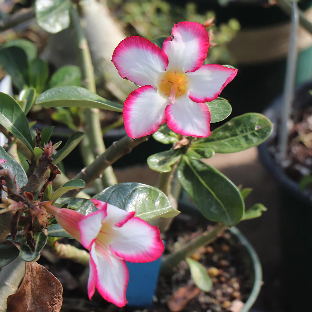 Desert Rose Adenium - Image 5