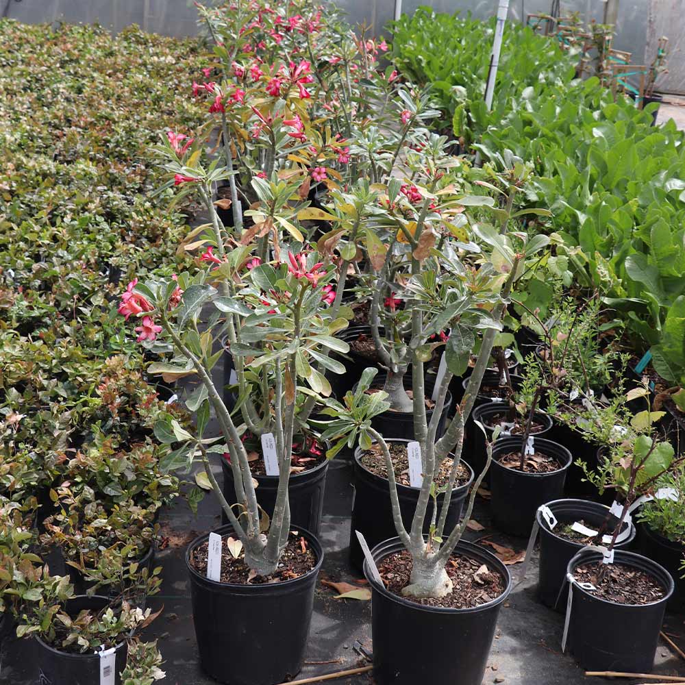 Desert Rose Adenium - Image 7