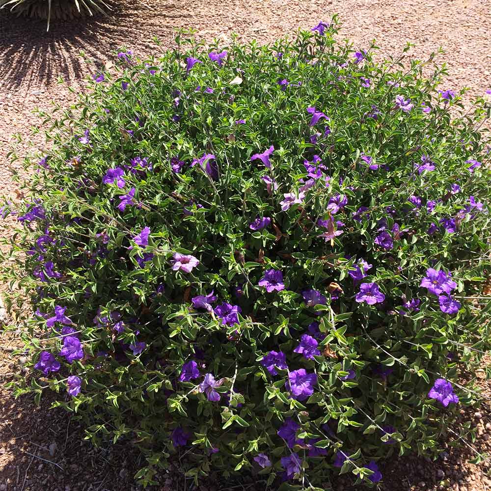 Desert Ruellia Shrub - Image 2