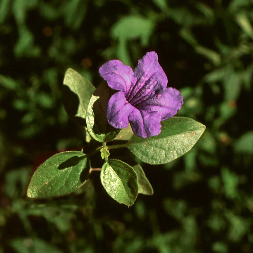 Desert Ruellia Shrub - Image 3