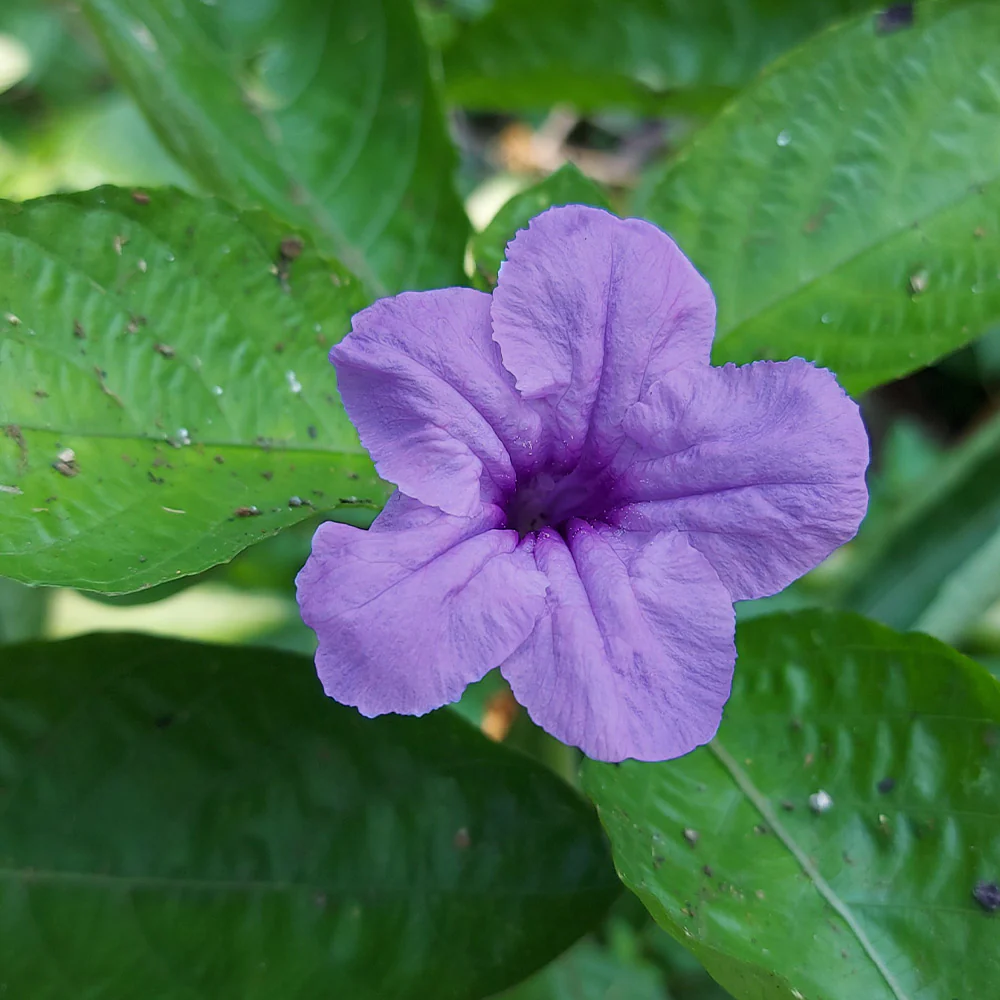 Desert Ruellia Shrub - Image 4