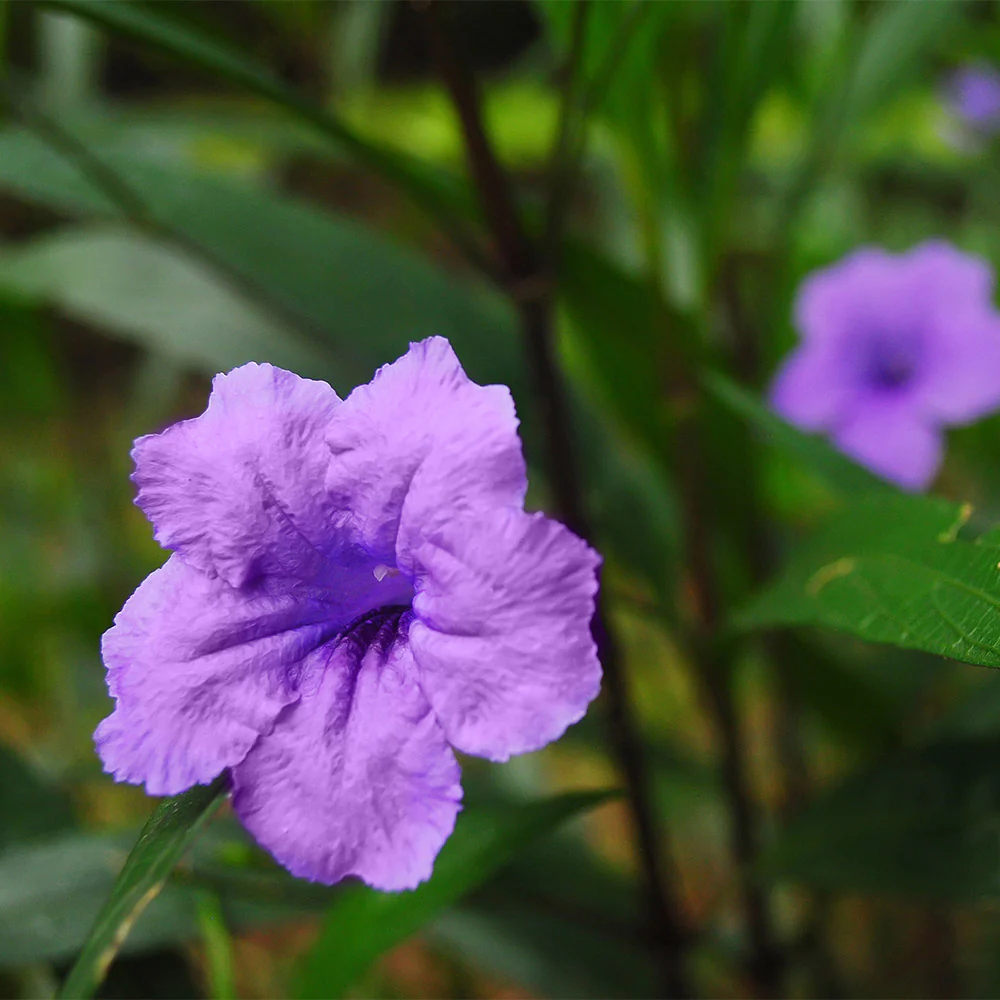 Desert Ruellia Shrub - Image 5