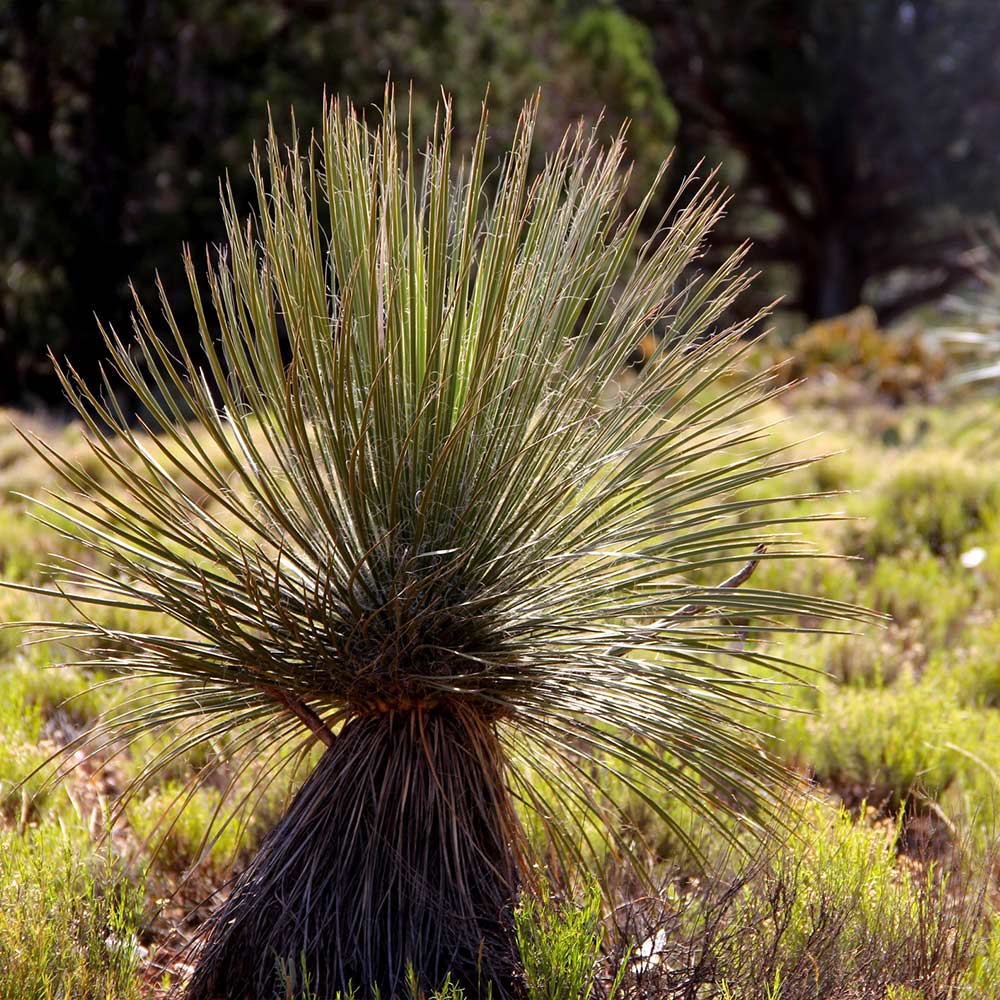 Desert Spoon Shrub - Image 2
