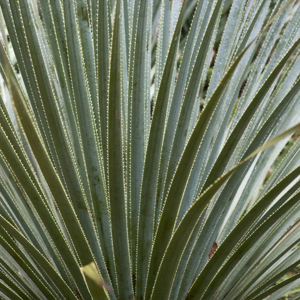 Desert Spoon Shrub - Image 3