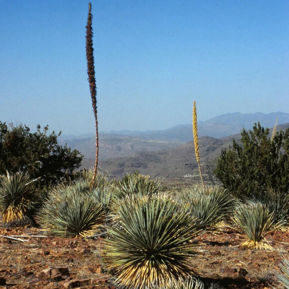 Desert Spoon Shrub - Image 4