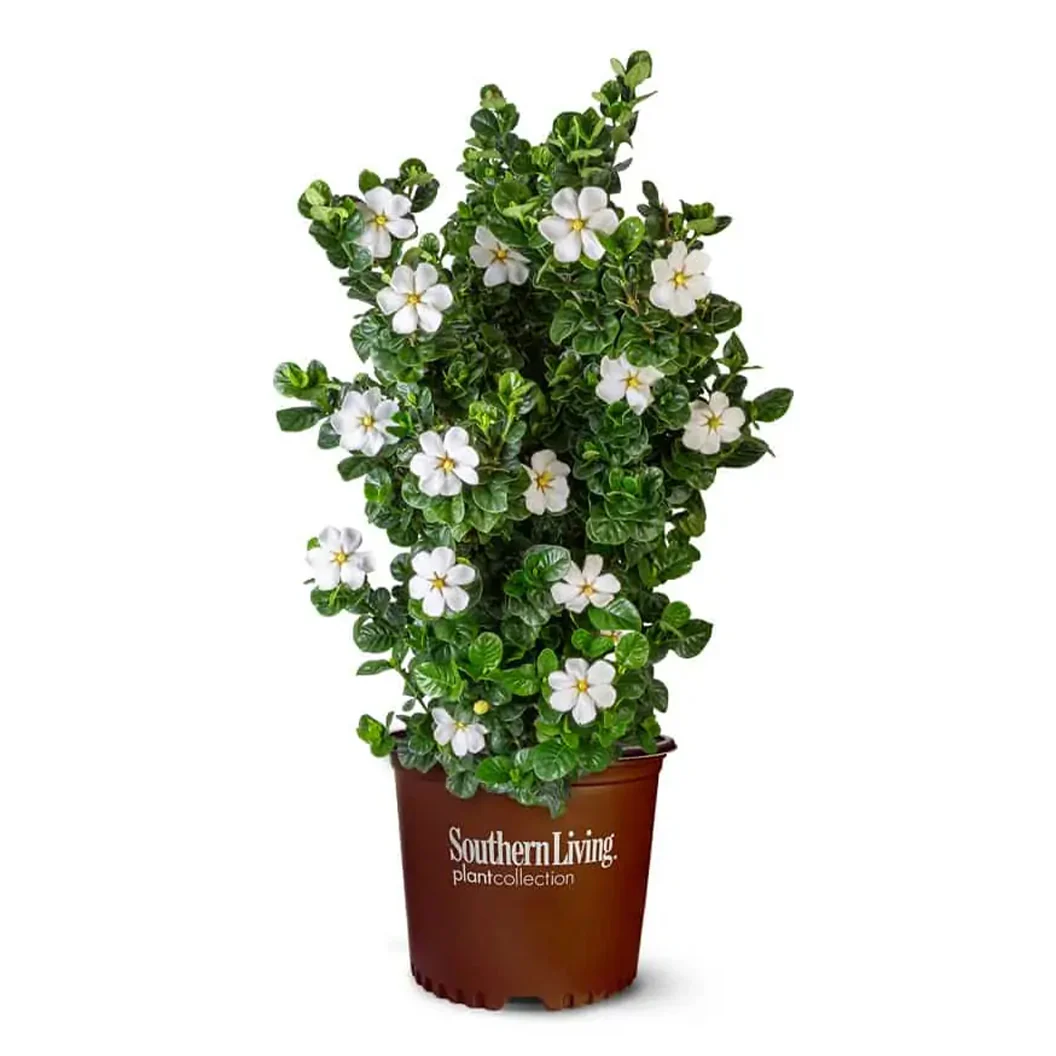 Diamond Spire® Gardenia - Image 3