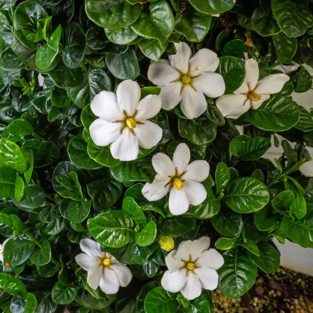 Diamond Spire® Gardenia - Image 4