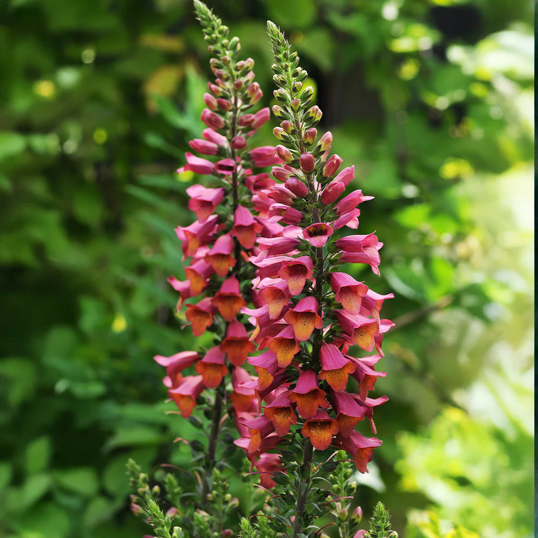 Digitalis Arctic Fox™ Rose Foxglove - Image 2
