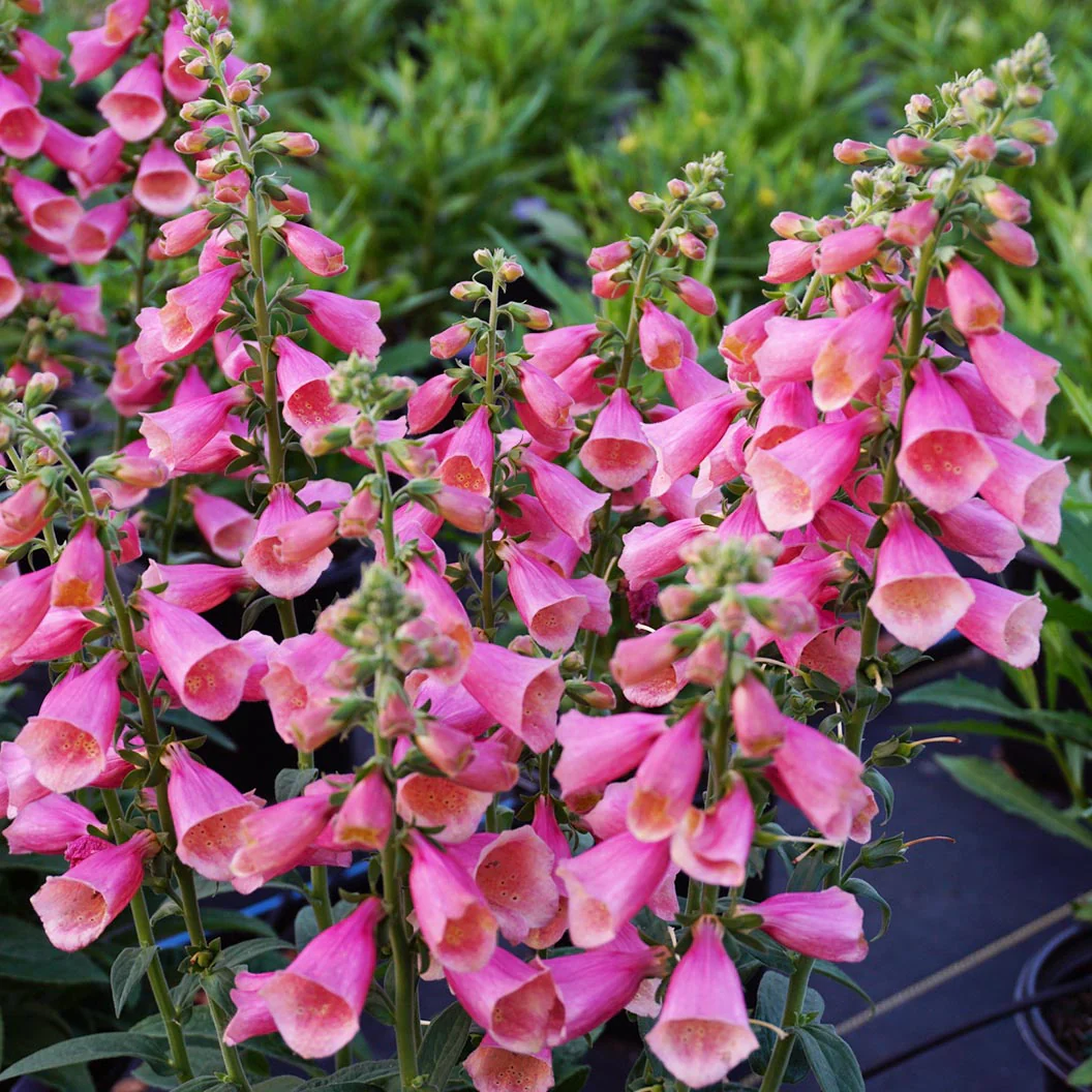 Digitalis Arctic Fox™ Rose Foxglove - Image 3