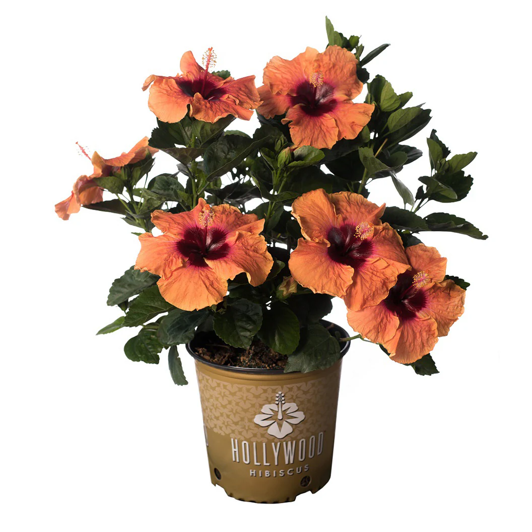 Disco Diva™ Hollywood® Hibiscus - Image 3