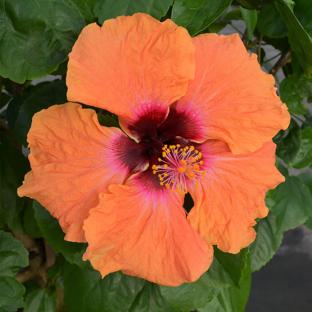 Disco Diva™ Hollywood® Hibiscus - Image 4