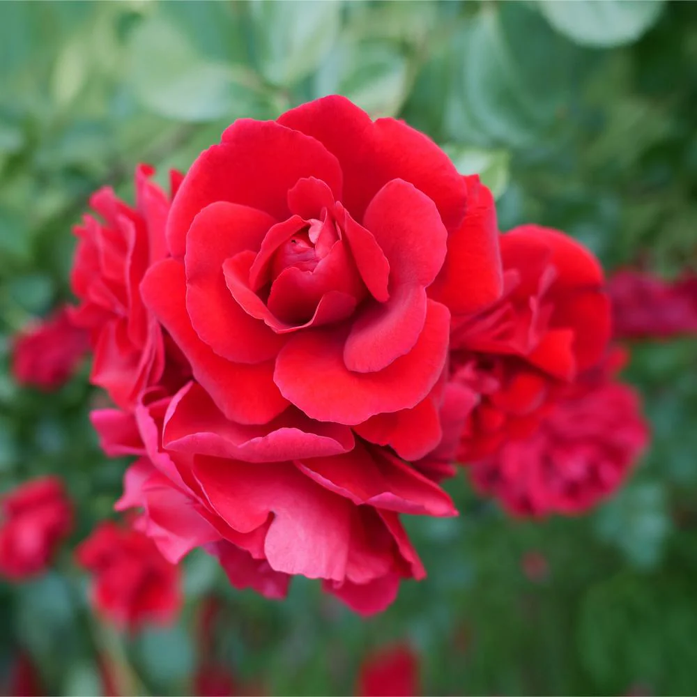 Don Juan Climbing Rose Shrub - Image 3