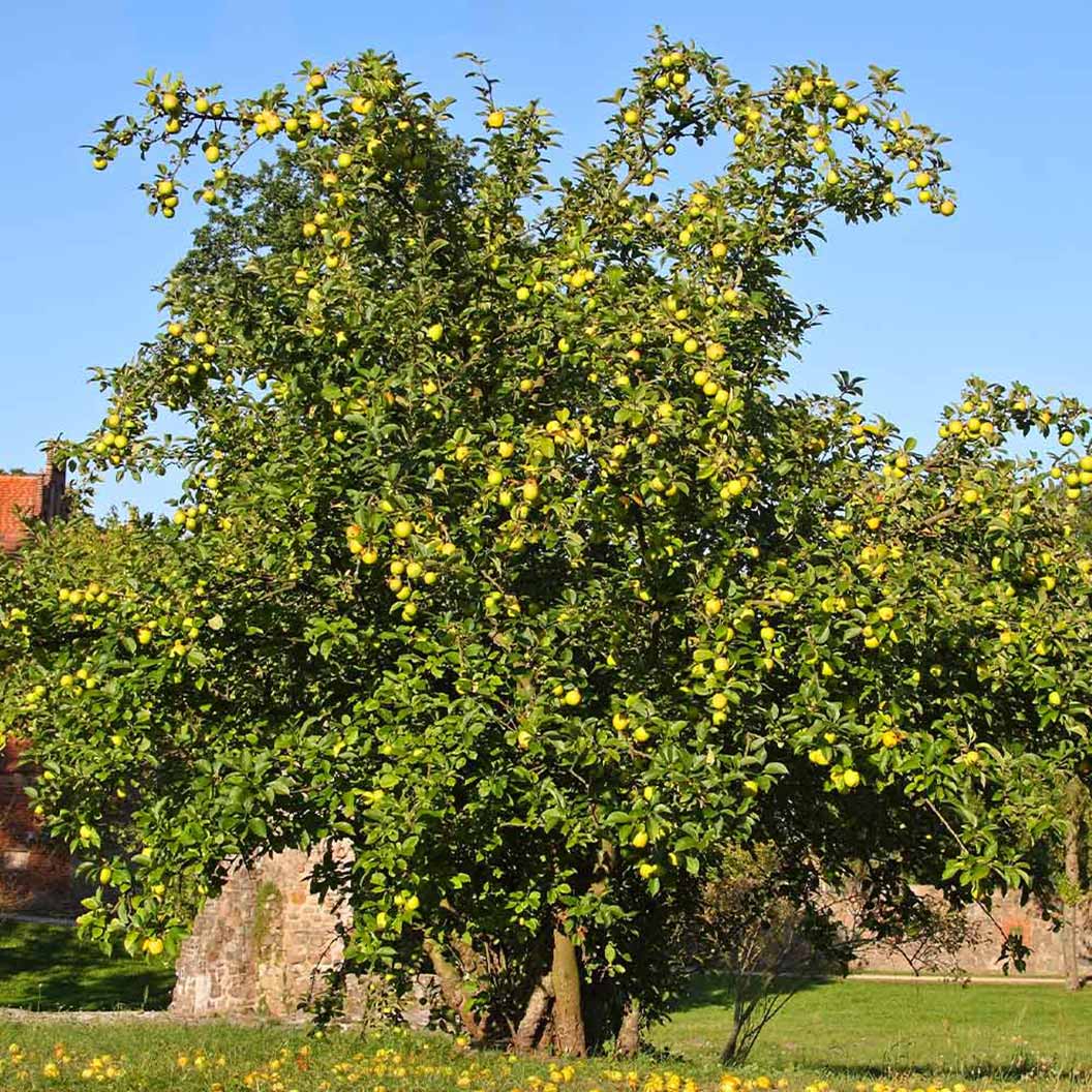 Dorsett Golden Apple Tree - Image 3