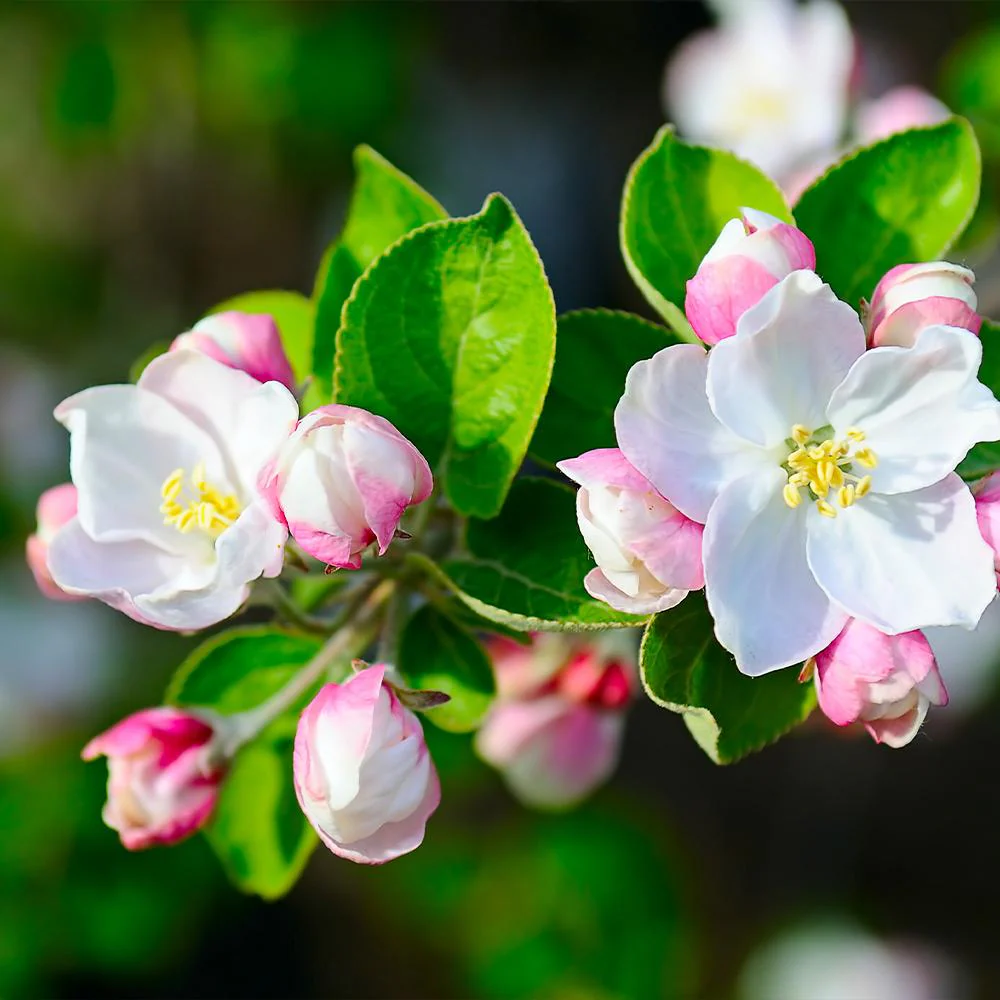 Dorsett Golden Apple Tree - Image 4