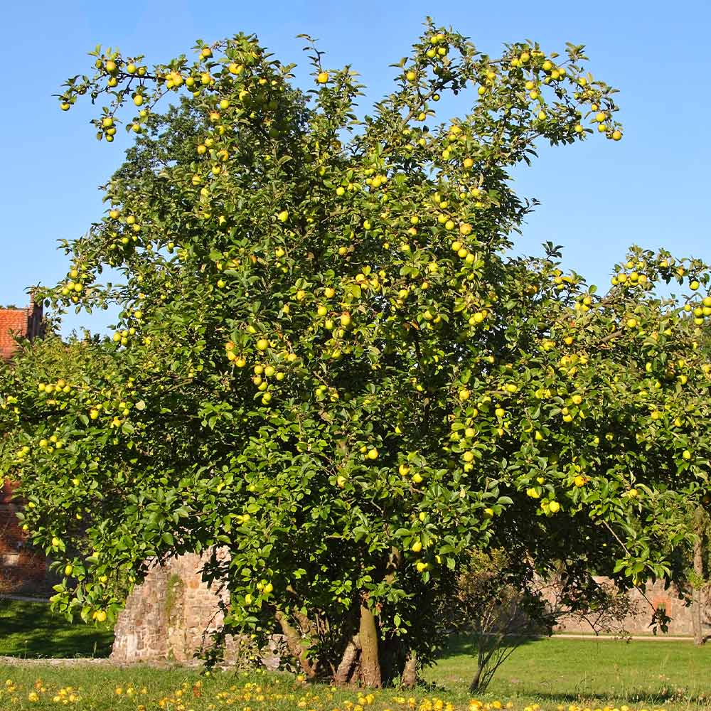 Dorsett Golden Apple Tree - Image 3