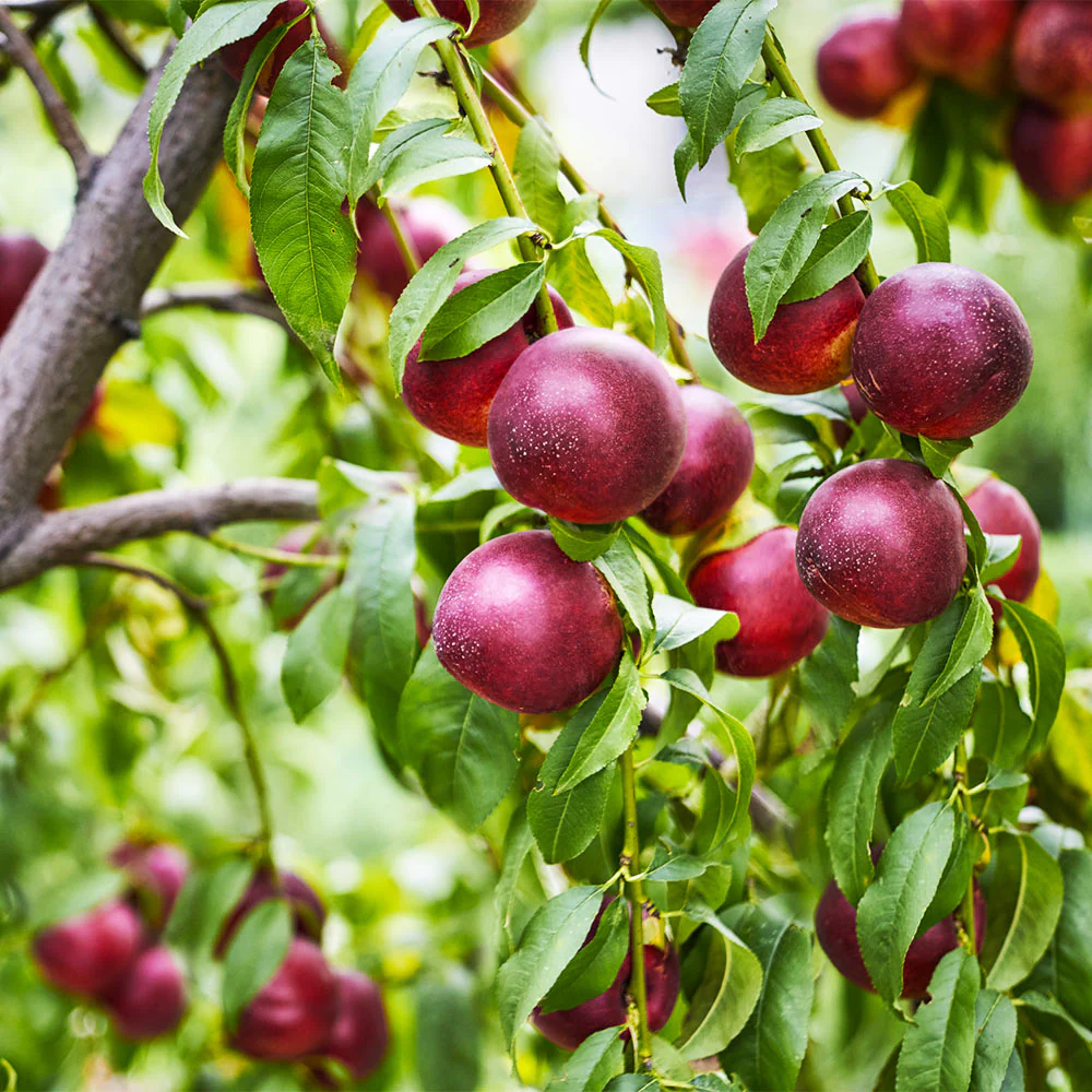 Double Delight Nectarine Tree - Image 2