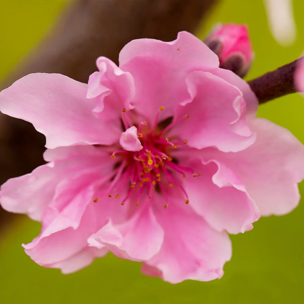 Double Delight Nectarine Tree - Image 4