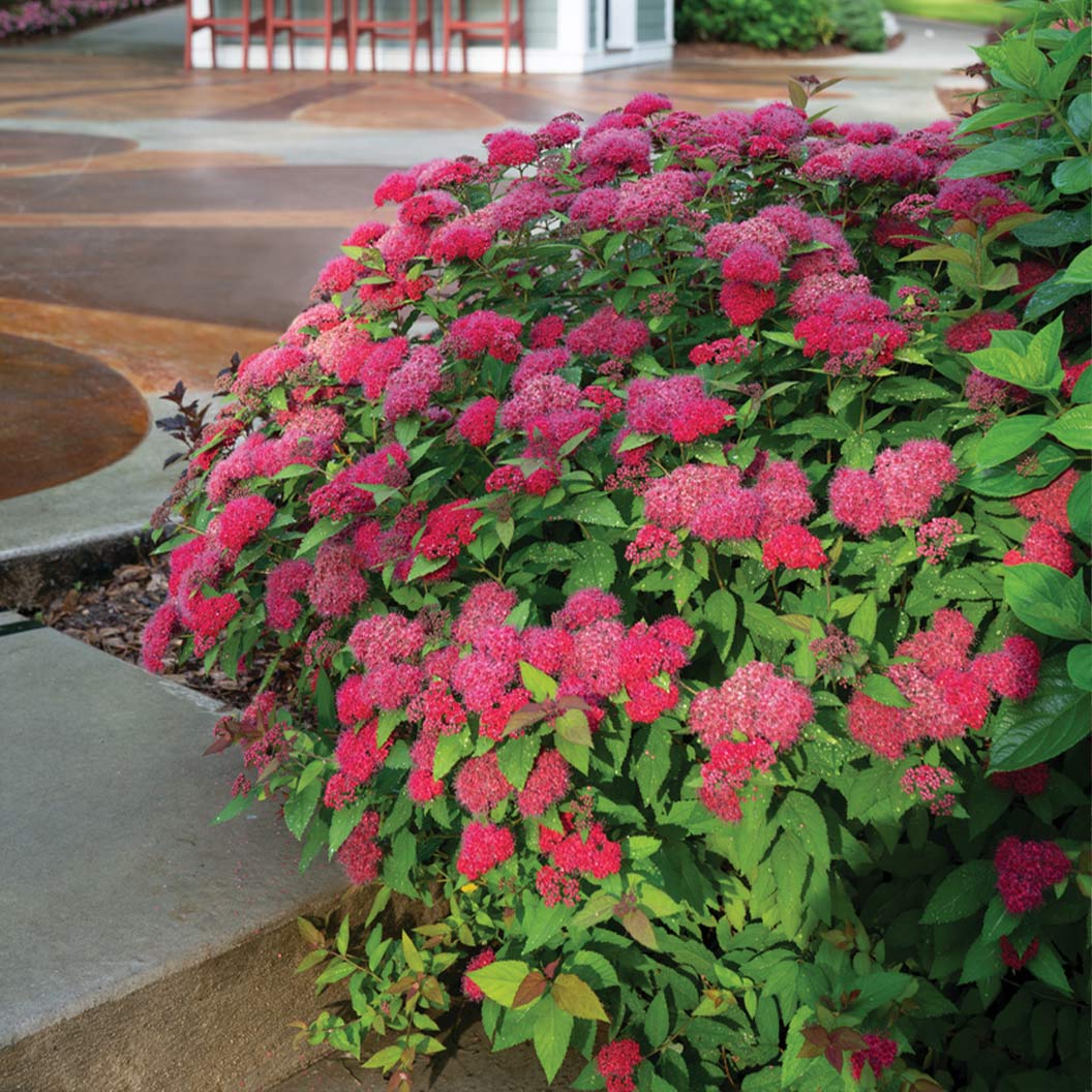 Proven Winners® Double Play Doozie® Spiraea - Image 2