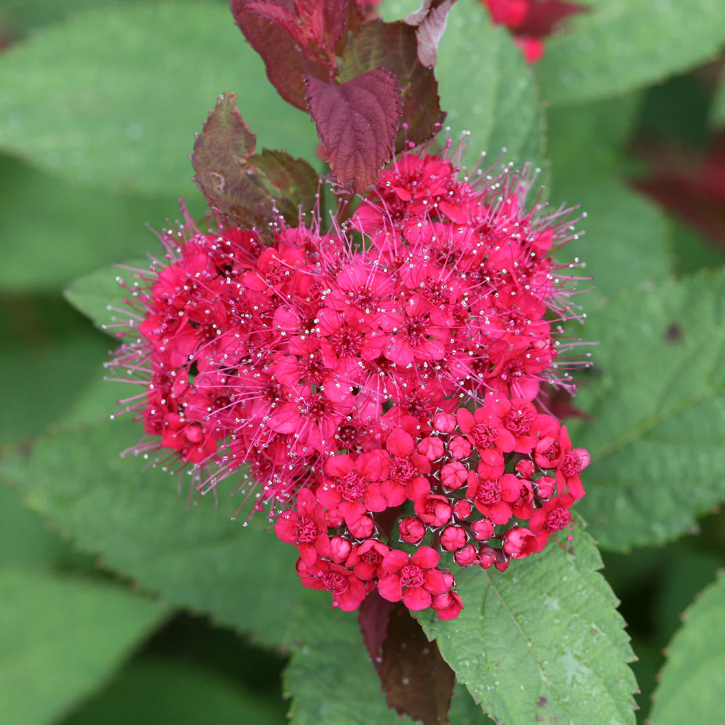 Proven Winners® Double Play Doozie® Spiraea - Image 3