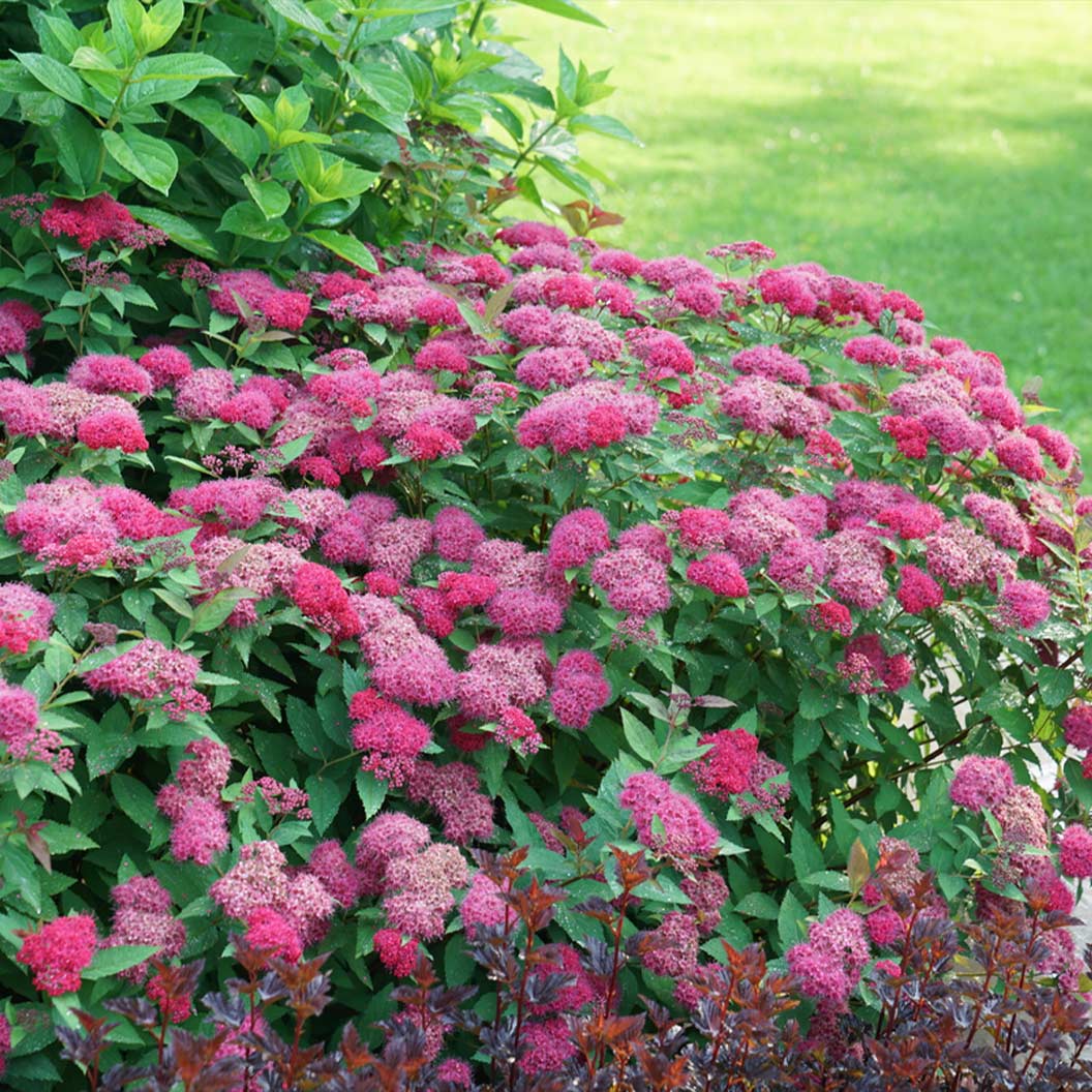 Proven Winners® Double Play Doozie® Spiraea - Image 4