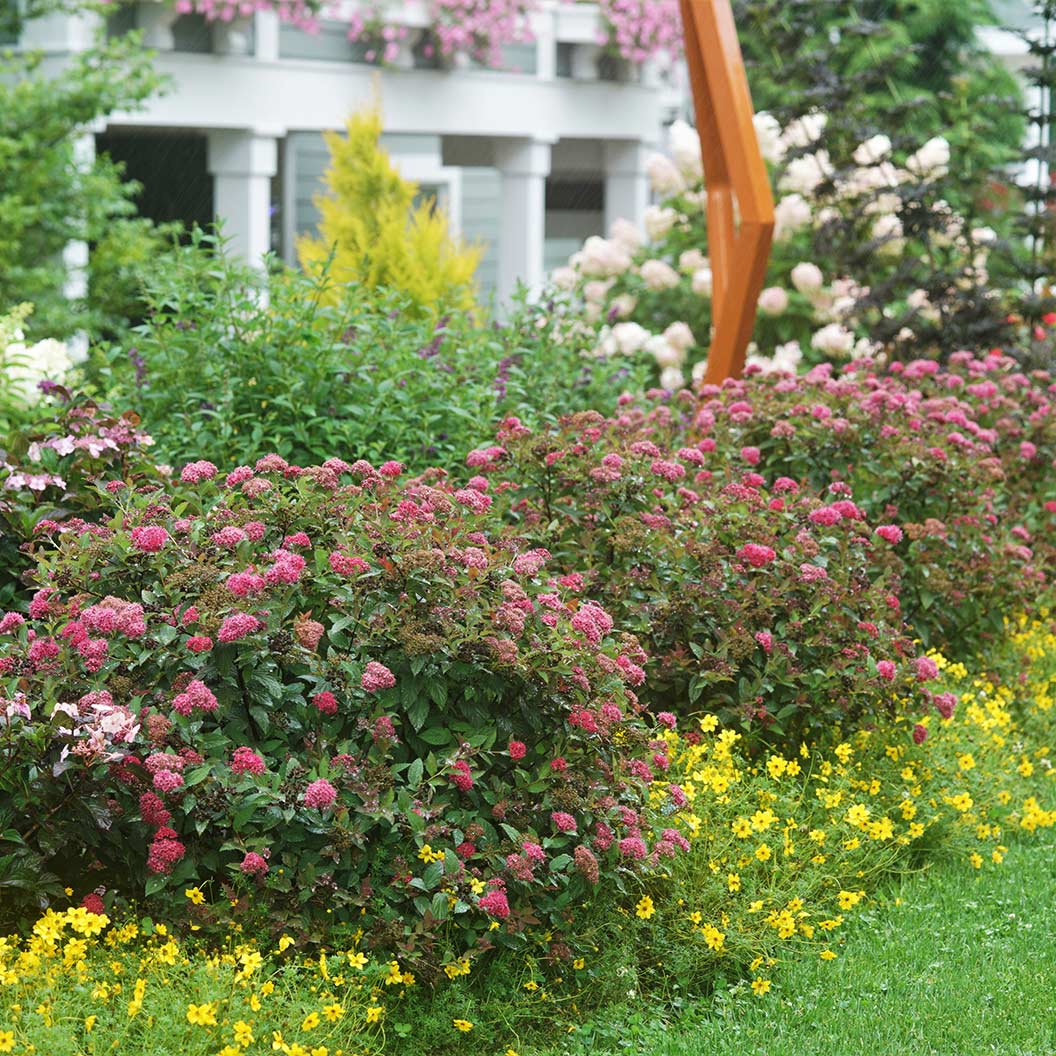 Proven Winners® Double Play Doozie® Spiraea - Image 5