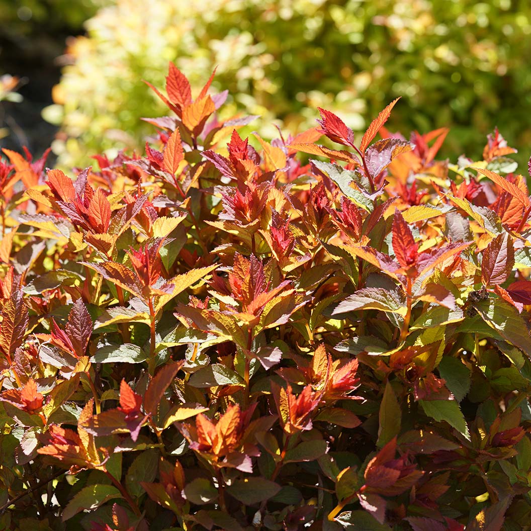 Proven Winners® Double Play Doozie® Spiraea - Image 6