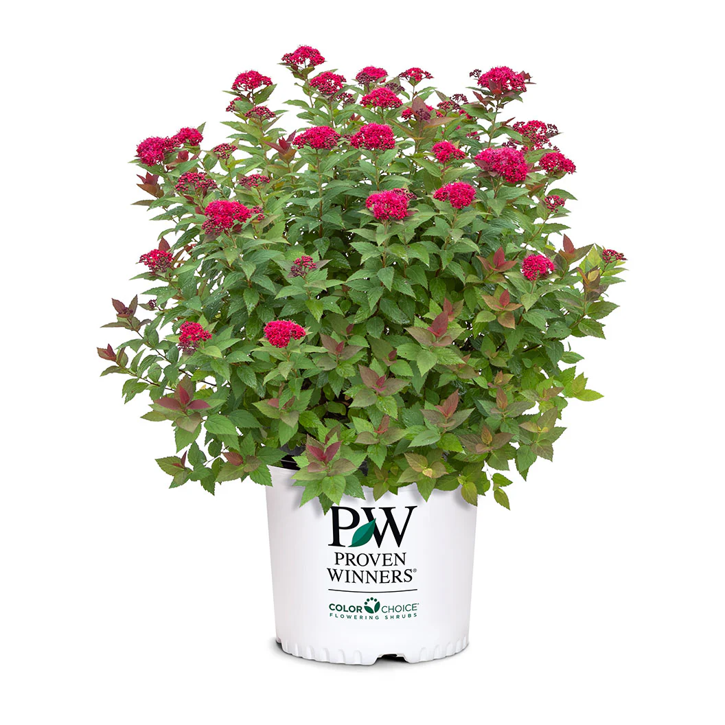 Proven Winners® Double Play Doozie® Spiraea - Image 7