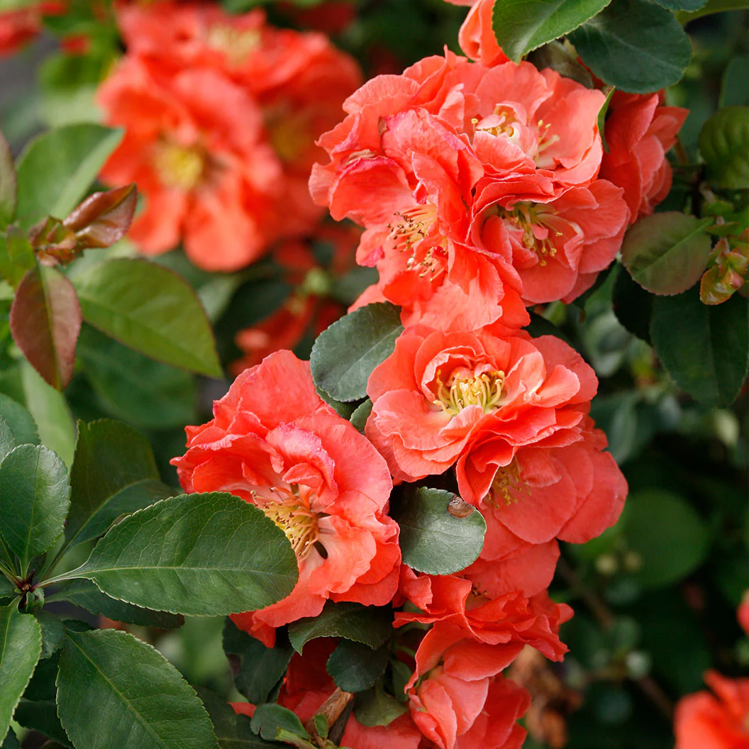 Proven Winners® Double Take® Peach Quince Shrub - Image 2