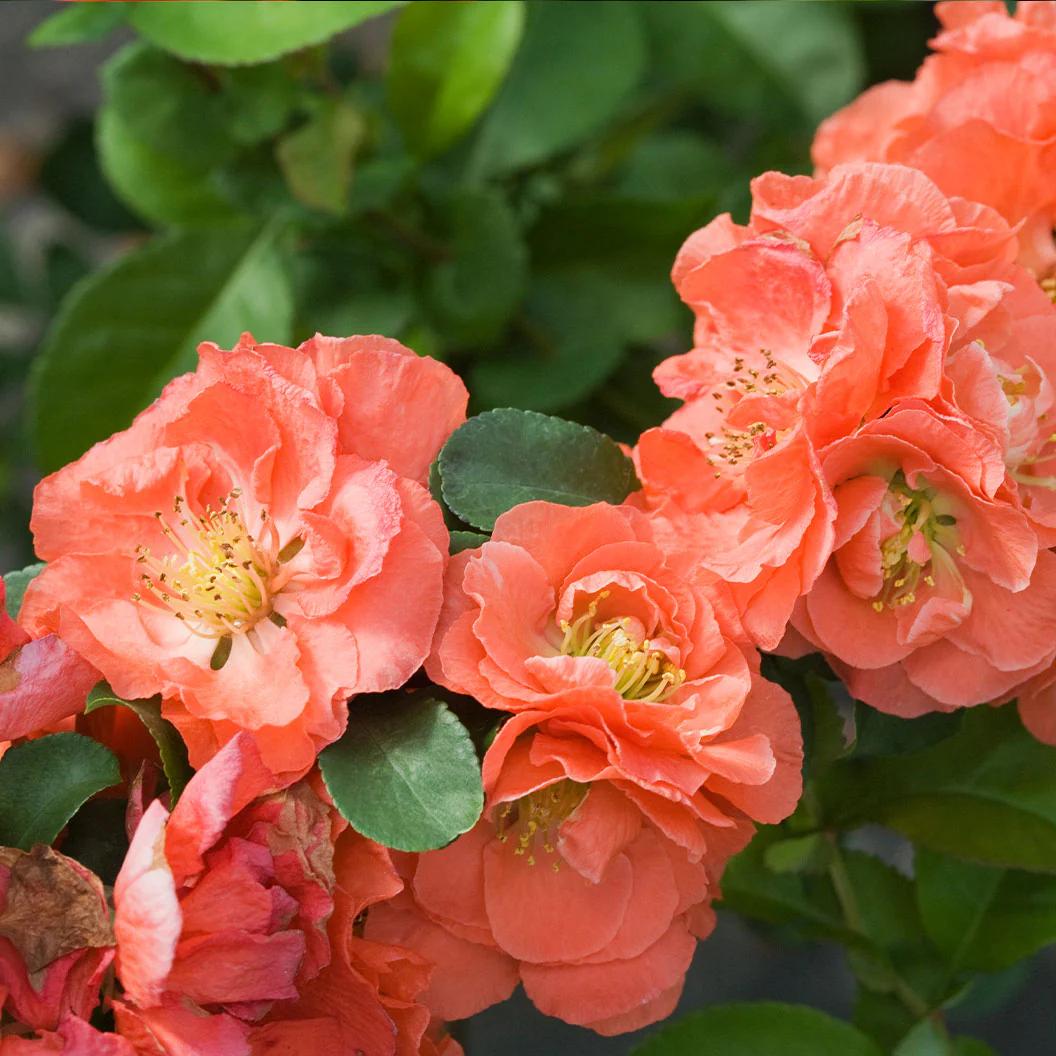 Proven Winners® Double Take® Peach Quince Shrub - Image 3