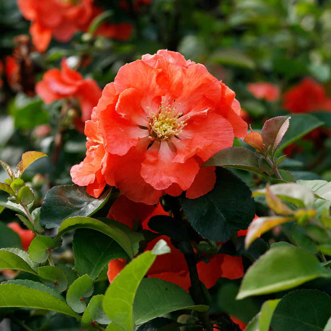 Proven Winners® Double Take® Peach Quince Shrub - Image 4
