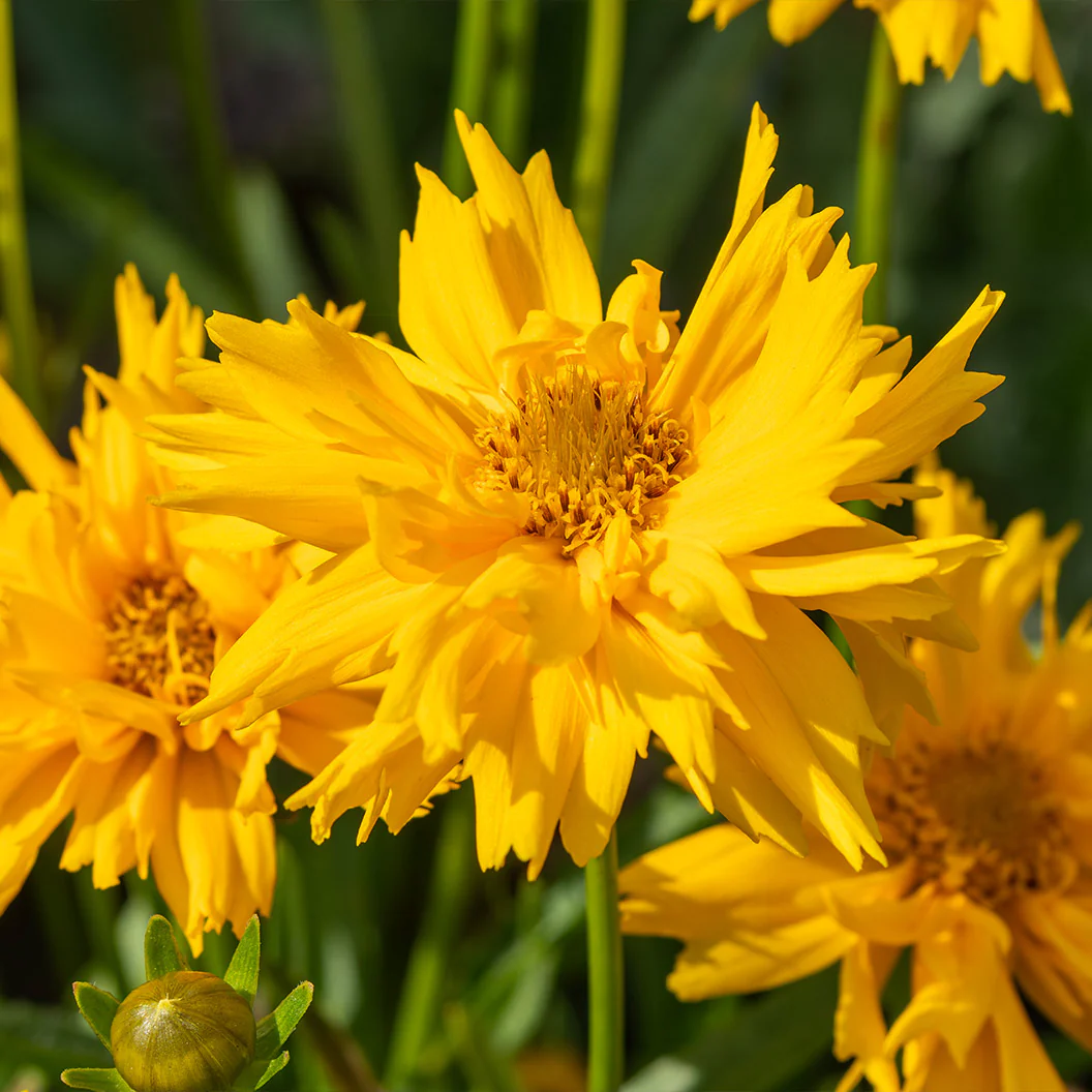 Double The Sun Coreopsis Plant - Image 2